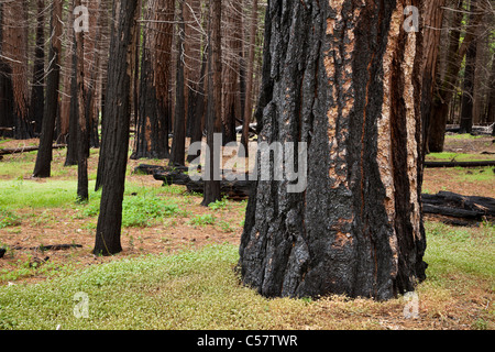 Fire alberi danneggiati conifere pini e sequoie giganti nel parco nazionale di Yosemite in California usa Foto Stock