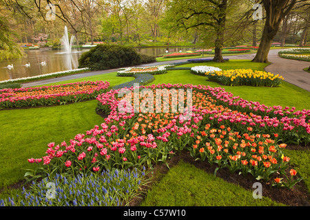 I Paesi Bassi Lisse, Keukenhof Flower Garden, principalmente Tulip. Foto Stock
