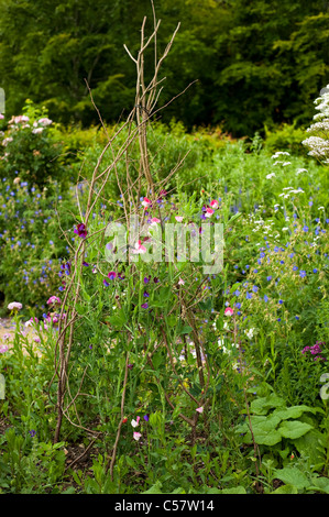 Sweet Pea Lathyrus odoratus 'Cupani' e 'dipinto Lady' in fiore Foto Stock