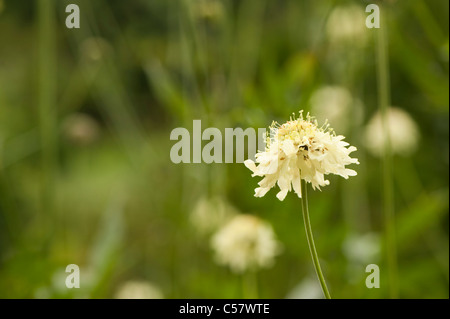 Cephalaria gigantea, scabious gigante, in fiore Foto Stock
