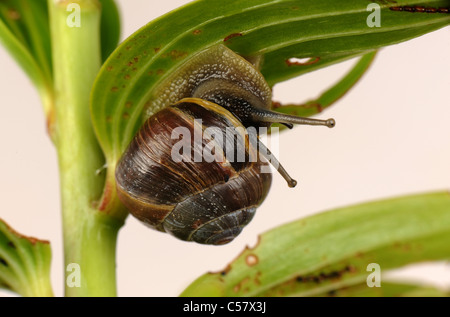 Colorazione scura di bianco a labbro lumaca nastrati (Cepaea nemoralis) su un giglio Foglia Foto Stock