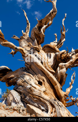 Il bristlecone antica pineta di Inyo National Forest Vescovo California USA Stati Uniti d'America Foto Stock