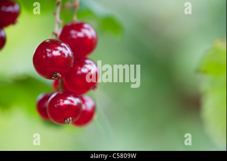 Ribes rosso 'Redpoll' bacche su una boccola Foto Stock