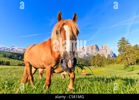 In prossimità di un cavallo da Alpe di Siusi Alto Adige, Italia Foto Stock