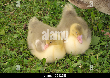 Goslings al cotswold mostrano cirencester 2011. Foto Stock