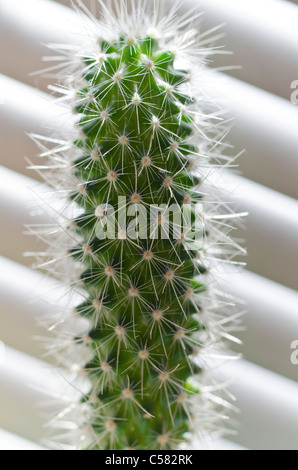 Pianta del cactus Foto Stock