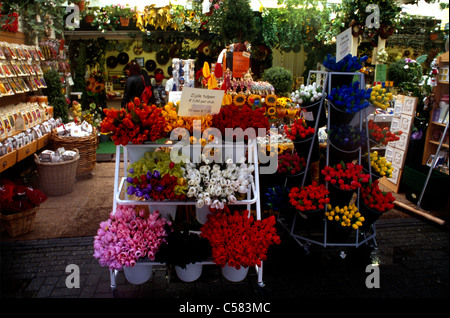 Amsterdam Holland Bloemenmarkt - l'unico mercato galleggiante dei fiori al mondo sul canale Singel Foto Stock