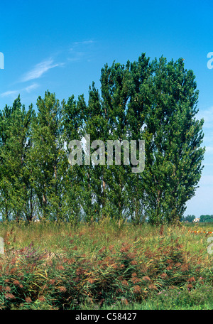 Provenza Francia Pioppo sulla Camargue Foto Stock