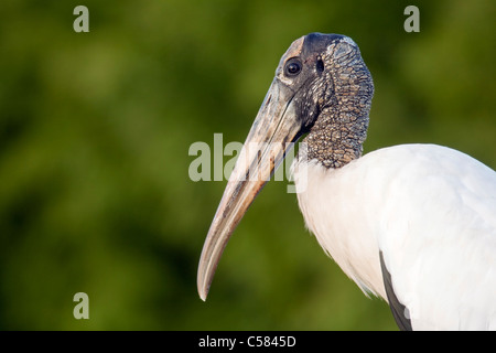 Cicogna in legno - Verde Cay zone umide - Delray Beach, Florida USA Foto Stock