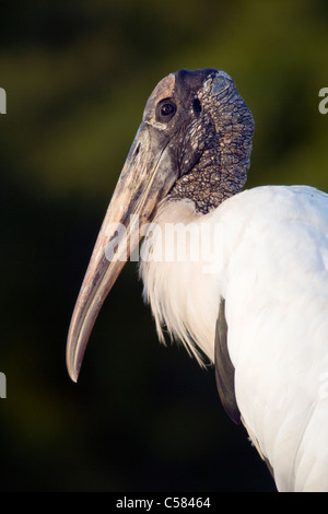 Cicogna in legno - Verde Cay zone umide - Delray Beach, Florida USA Foto Stock