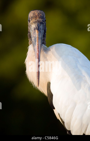 Cicogna in legno - Verde Cay zone umide - Delray Beach, Florida USA Foto Stock