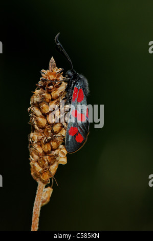 Sei-spot Burnett, butterfly, Zygaena filipendulae, insetto, insetti, rosso, nero animale, gli animali, la fauna indigena, threadened, p Foto Stock