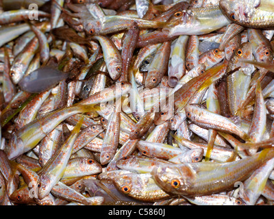 Sicilia Italia Mercato del Pesce a Porticello Baby Pesce Foto Stock