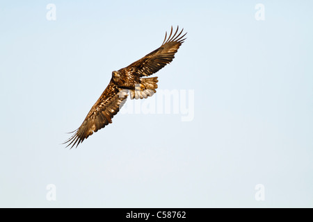 I capretti aquila calva in cerca di cibo Foto Stock