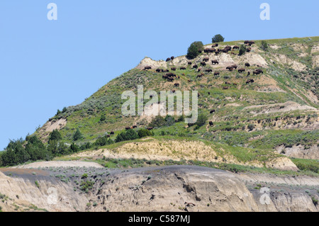 Bisonti americani sulla cima di una collina nel Parco nazionale Theodore Roosevelt, il Dakota del Nord, Stati Uniti d'America. Foto Stock