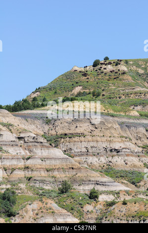 Bisonti americani sulla cima di una collina nel Parco nazionale Theodore Roosevelt, il Dakota del Nord, Stati Uniti d'America. Foto Stock