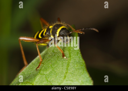 Wasp Beetle (Clytus arietus) seduto su una foglia