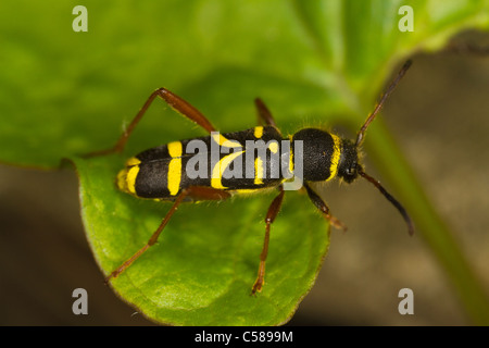 Wasp Beetle (Clytus arietus) seduto su una foglia Foto Stock