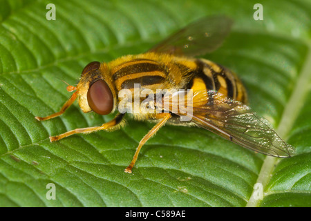 Helophilus pendulus hoverfly appoggiata su una foglia Foto Stock