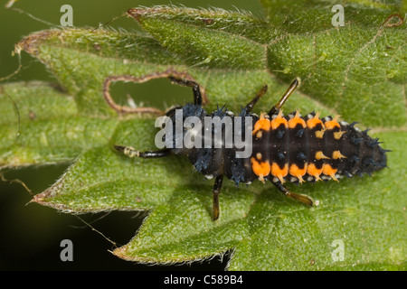 Harlequin Ladybird (Harmonia axyridis) larva su una foglia di ortica Foto Stock