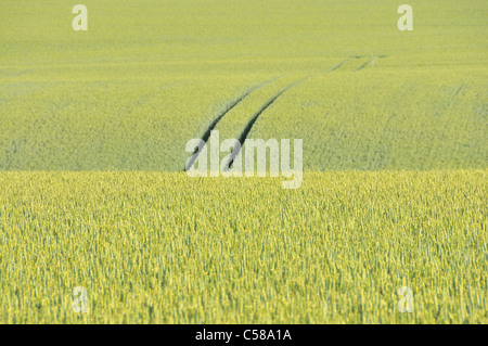 Di Frumento, Triticum aestivum, campo di grano, Svevo, Baden-Württemberg, Germania, campo Foto Stock