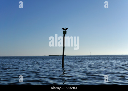 Chassahowitzka, National Wildlife Refuge, Golfo, mare, Messico, vicino a Spring Hill, Florida, Stati Uniti d'America, Stati Uniti, America, acqua, pole Foto Stock