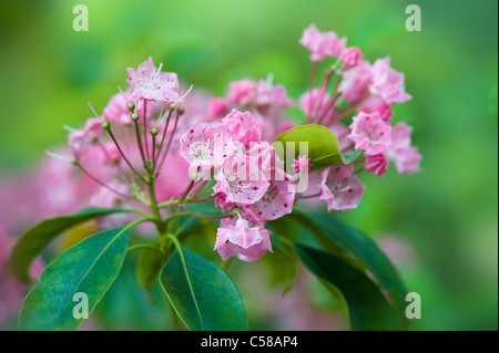 Kalmia latifolia, comunemente chiamato Mountain-alloro o Spoonwood mostrato qui in fiore. Foto Stock