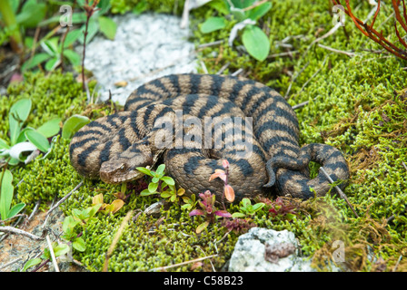 Alpi, Asp viper, Vipera aspis, Europa fauna, Furka Pass, serpente velenoso, Viper, Gletsch, Gletschboden, Goms, Passo del Grimsel, Kri Foto Stock