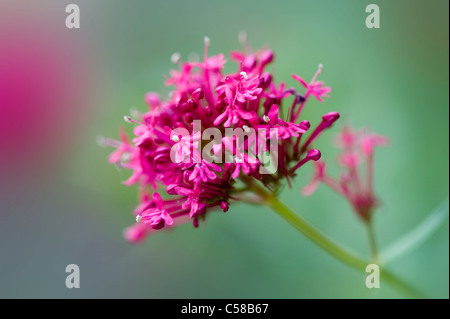Close-up di immagine vibrante Red Valeriana fiori estivi anche noto come Centranthus Ruber o Fox. Foto Stock