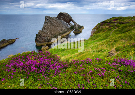 Bow Fiddle rock, gonna, Gran Bretagna, Scozia, Europa costa, cliff costa, cliff forme curve di scogliera, prato, impianti di Moro Foto Stock