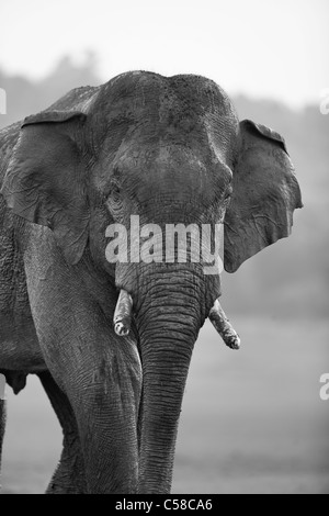 Un selvaggio Tusker Elephant rivolta verso la telecamera in Jim Corbett foresta, India. [Elephas maximus] Foto Stock