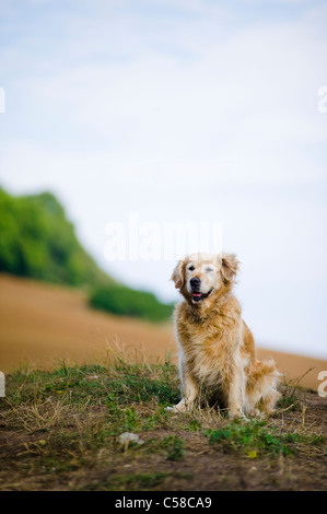 Outdoor ritratto di un cane obbediente; un anziana donna golden retriever. Foto Stock