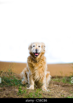 Outdoor ritratto di un cane obbediente; un anziana donna golden retriever. Foto Stock