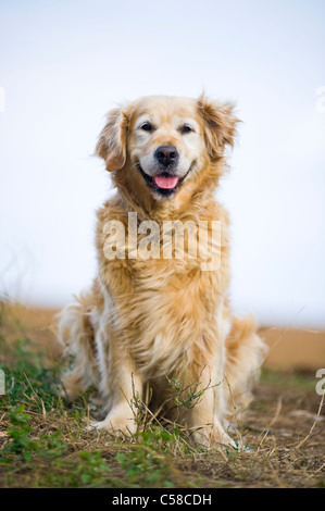 Outdoor ritratto di un cane obbediente; un anziana donna golden retriever. Foto Stock