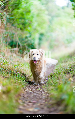 Bello, elegante, sana, vecchia donna Golden Retriever fuori per una passeggiata in campagna Foto Stock