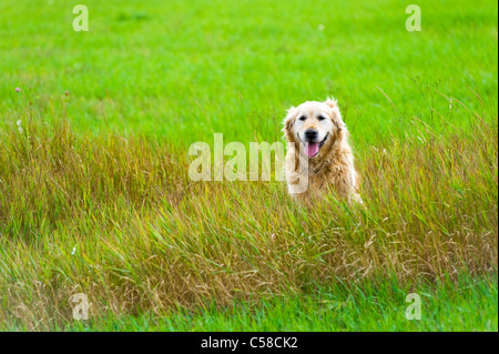 Un bellissimo vecchio, femmina golden retriever prendendo una pausa, seduti in un campo mentre fuori per una passeggiata in campagna Foto Stock