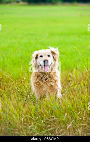 Un bellissimo vecchio, femmina golden retriever prendendo una pausa, seduti in un campo mentre fuori per una passeggiata in campagna Foto Stock