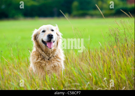 Un bellissimo vecchio, femmina golden retriever prendendo una pausa, seduti in un campo mentre fuori per una passeggiata in campagna Foto Stock