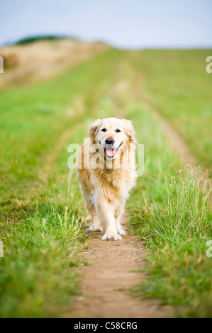 Elegante e antica femmina Golden Retriever fuori per una passeggiata in campagna Foto Stock