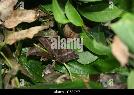 La strega nera moth Foto Stock