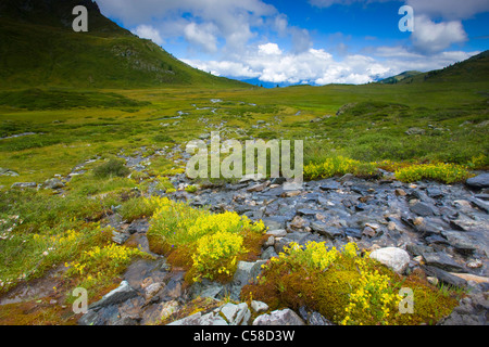 L'Ar du Tsan, Svizzera, Europa, canton Vallese, Vallon de Réchy, riserva naturale Val d'Hérens, altopiano, Brook, meandro, fiori Foto Stock