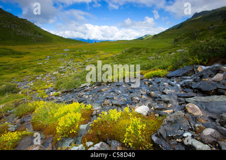 L'Ar du Tsan, Svizzera, Europa, canton Vallese, Vallon de Réchy, riserva naturale Val d'Hérens, altopiano, Brook, meandro, fiori Foto Stock