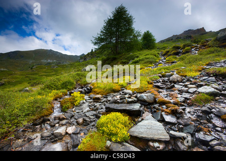 L'Ar du Tsan, Svizzera, Europa, canton Vallese, Vallon de Réchy, riserva naturale Val d'Hérens, Bach, fiori, fat hen, nubi Foto Stock