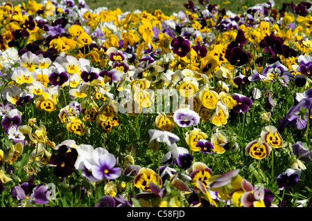 Germania, Bassa Sassonia, Bad Driburg, Pansy, Viola, fiori piante Foto Stock