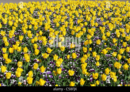 Germania, Bassa Sassonia, Bad Driburg, patch, i tulipani, Pansies, viole, Health resort park, fiori, piante, alberi, Parco Foto Stock