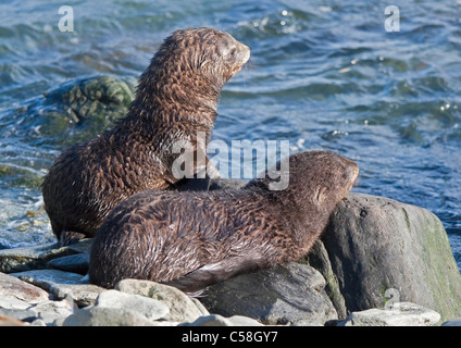 Due pelliccia Antartico cuccioli di foca (arctocephalus gazella), Cooper Bay, Georgia del Sud Foto Stock