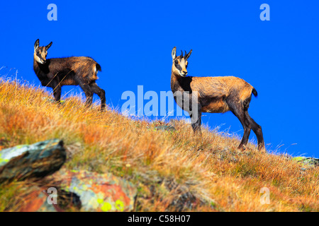 Alpi, la fauna La fauna alpina, baby, montagne, montagna fauna, mondo di montagna, camosci, famiglia, fauna, montagne, camosci, autunno Foto Stock