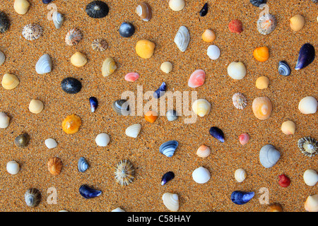 La biodiversità, dettaglio, Gran Bretagna, costa, macro, massa, mare, mare animale, quantità, la folla, le cozze, le vongole, molluschi, motivo stru Foto Stock