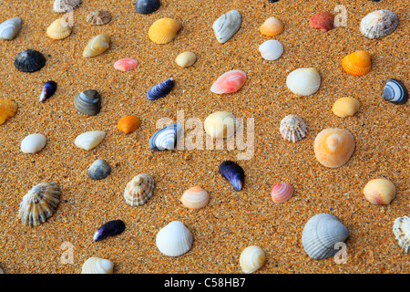 La biodiversità, dettaglio, Gran Bretagna, costa, macro, massa, mare, mare animale, quantità, la folla, le cozze, le vongole, molluschi, motivo stru Foto Stock