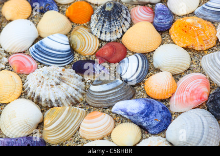 La biodiversità, dettaglio, Gran Bretagna, costa, macro, massa, mare, mare animale, quantità, la folla, le cozze, le vongole, molluschi, motivo stru Foto Stock